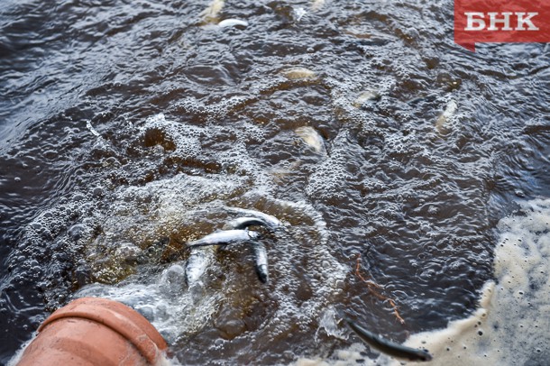 В Усть-Куломском районе фиксируют истощение рыбных ресурсов