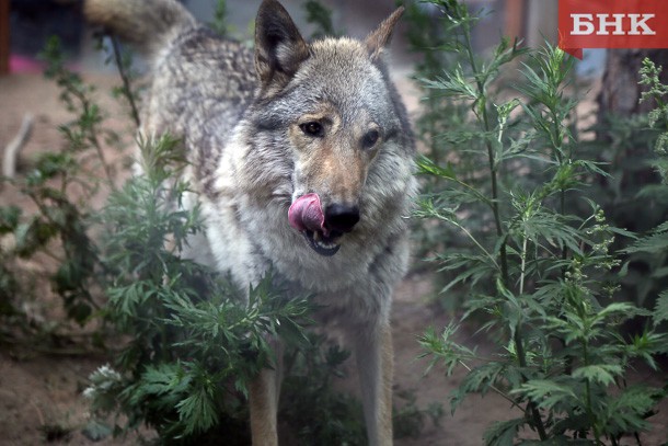 Биолог Сергей Кочанов: «20 тысяч рублей за волка в Коми не оправдывают затрат охотников»