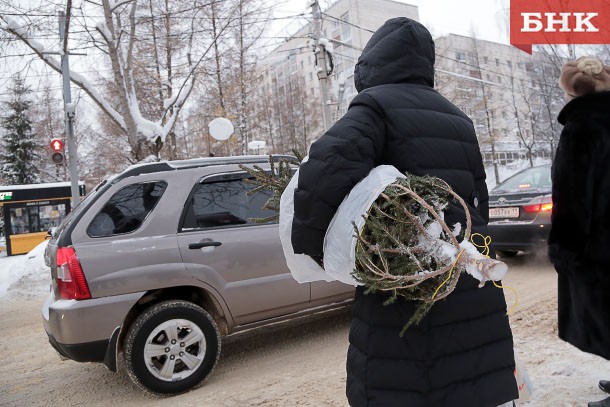 Роспотребнадзор рассказал жителям Коми, как выбрать новогоднюю елку