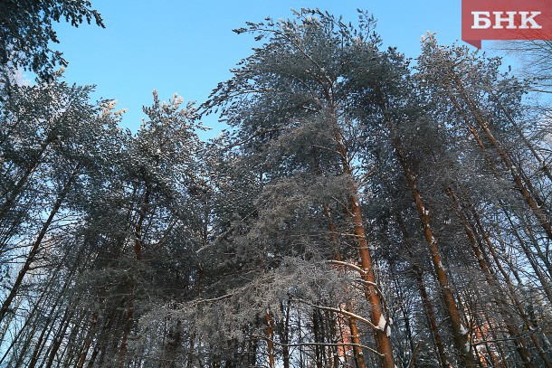 В Коми депутатов обвинили в незаконной вырубке свыше 500 деревьев