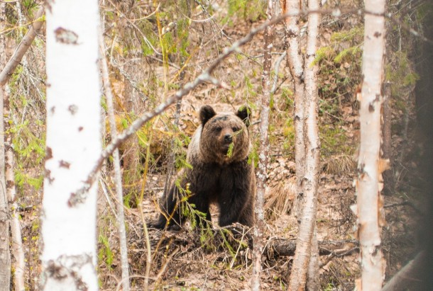 В лесах Северного Урала проснулись медведи