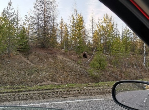 На трассу у Вуктыла вышел медведь