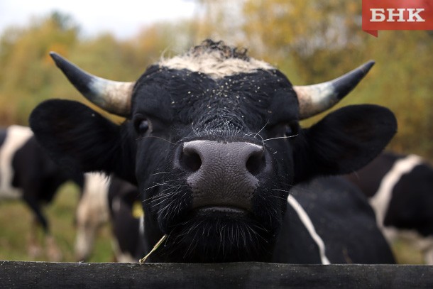 Коровы проверяют на прочность дорожные знаки в ижемском селе