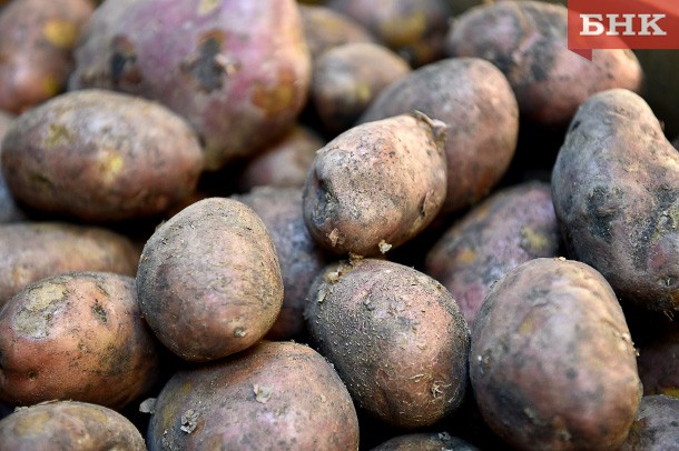 Жителей Коми предупредили об опасной картофельной гнили