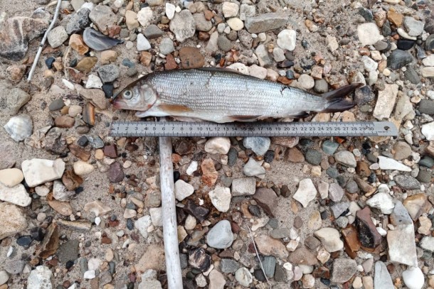 Охотники и рыболовы за месяц 14 раз нанесли ущерб природе Коми