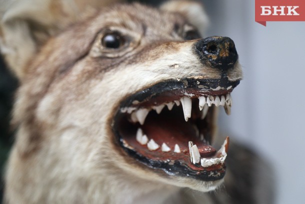 В Коми добыли рекордное количество волков