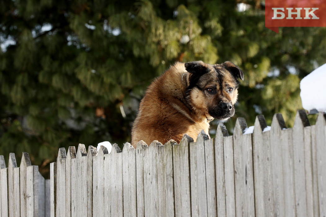 Хозяева цепной собаки, покусавшей двоих детей, выплатят 80 тысяч рублей 