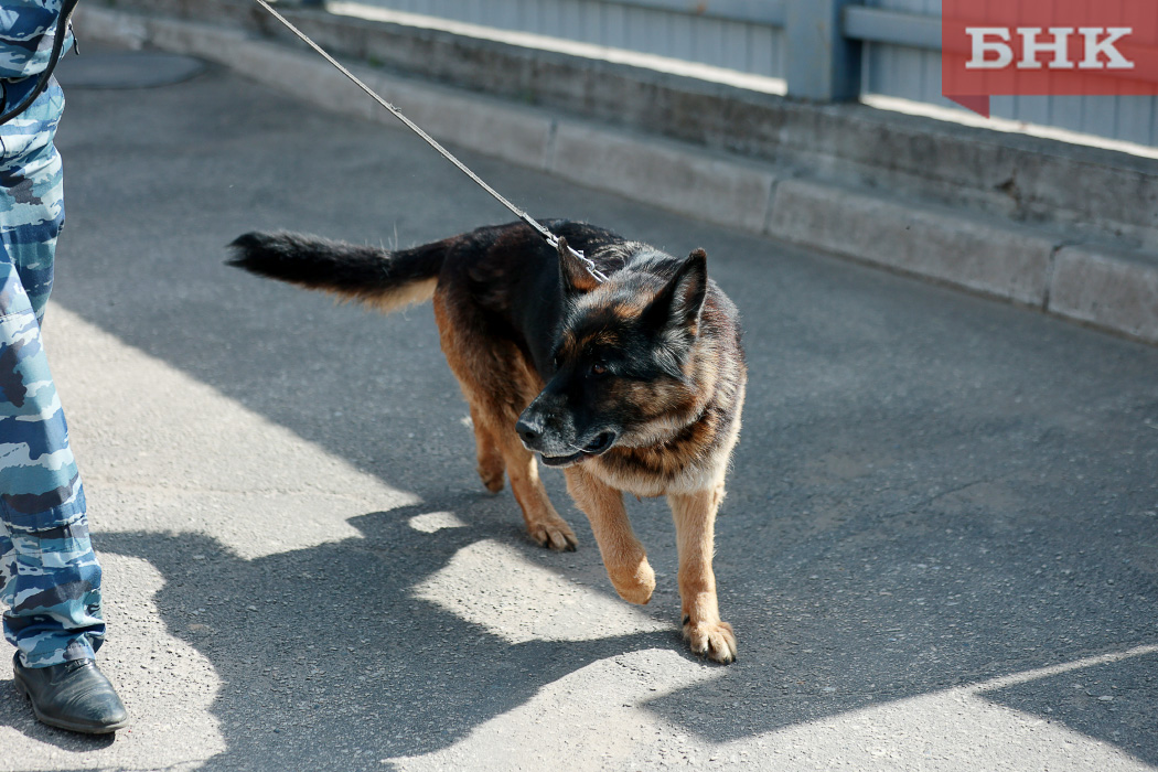 В Усть-Вымском районе служебная собака помогла раскрыть кражу