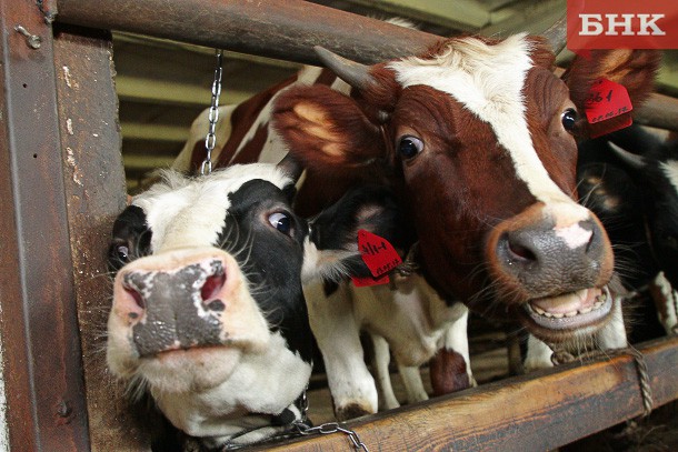 10 лет созидательного труда фермера Георги Джалагония из Усть-Вымского района