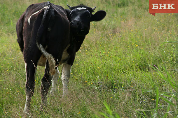 Жителя Мохчи будут судить на неудачную кражу говяжьей ноги