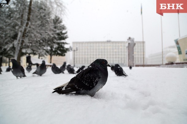 Какой будет погода в Коми 3 января