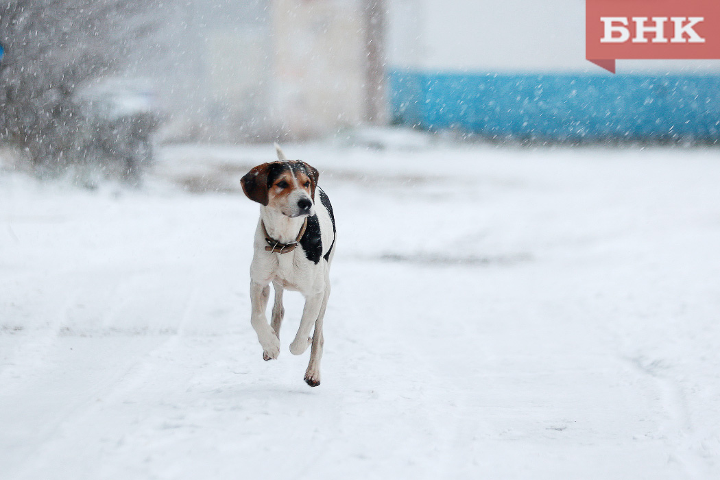 На отлов безнадзорных собак власти Сыктывкара готовы выделить 2,5 миллиона рублей