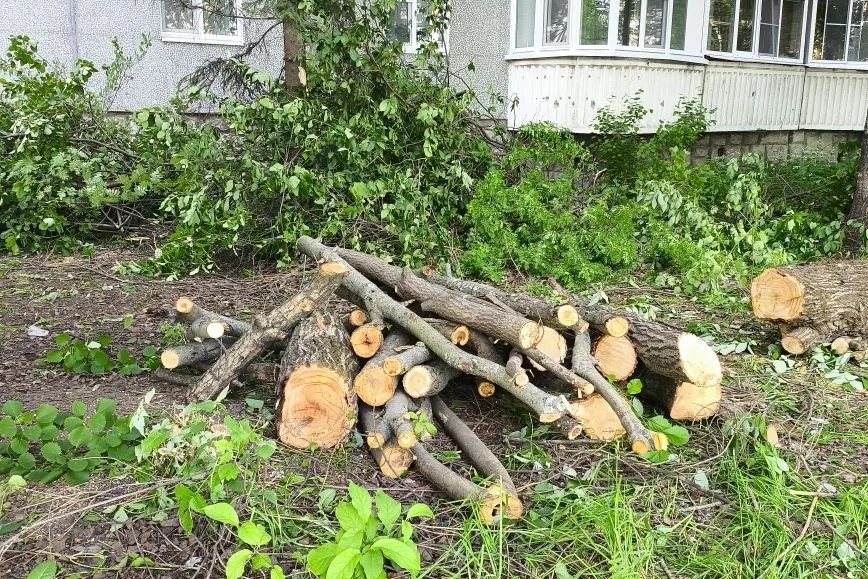 Народный корреспондент: «В сыктывкарском дворе вырубили здоровые деревья»