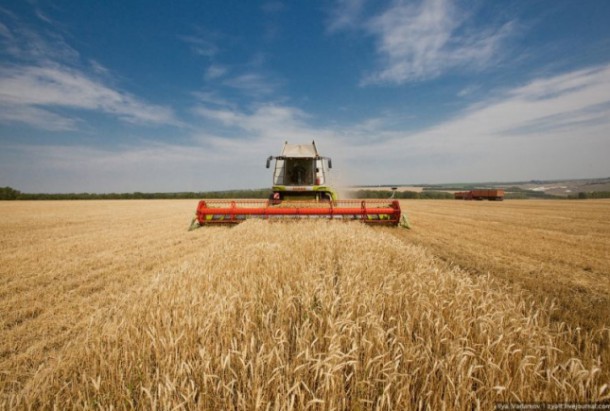 России предрекли статус крупнейшего экспортера пшеницы