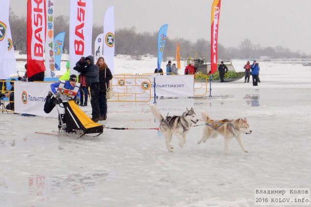 Народный корреспондент: «Ухтинка выиграла фестивальную гонку на собачьих упряжках в Тольятти»