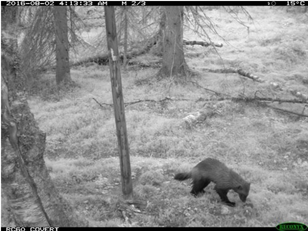 Фотоловушки в Печоро-Илычском заповеднике чаще всего фиксируют росомах и волков 