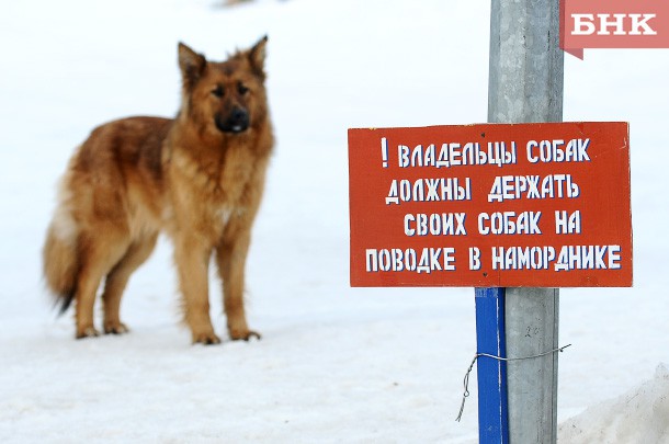 Не менее половины бродячих собак намерены отловить в Коми до декабря