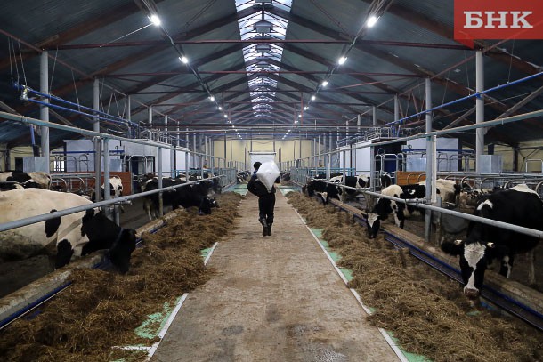 На производстве молока и овощей сосредоточат усилия аграрии Коми