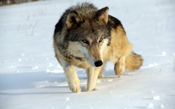 Народный корреспондент: «Волки загрызли собаку у подъезда жилого дома в Войвоже»