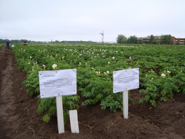 Ученые Коми вывели высокоурожайный сорт картофеля для Севера и Арктики