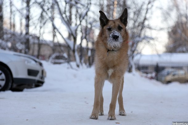 Усинские власти обязали выплатить укушенной собакой девочке 28 тысяч рублей