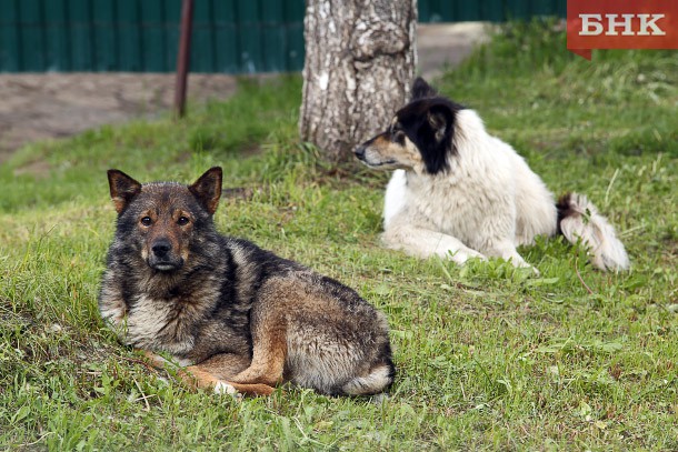Мэрия Усинска готова добавить денег на отлов бездомных собак