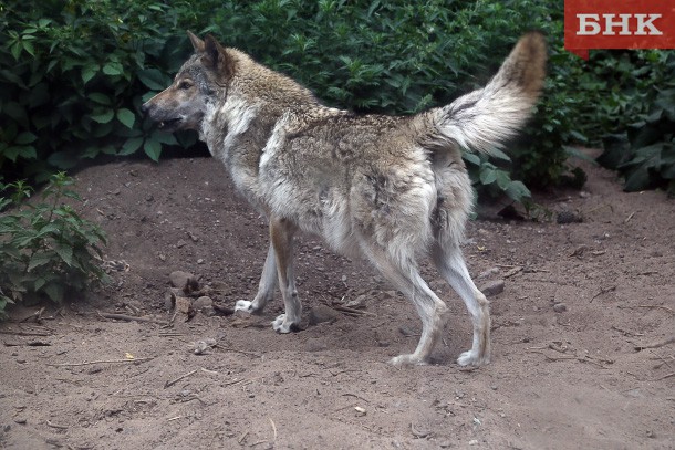В Коми охотников обвинили в распространении фейков про волков