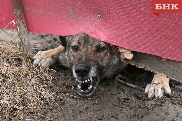 МВД России разработан перечень из 70 опасных пород собак