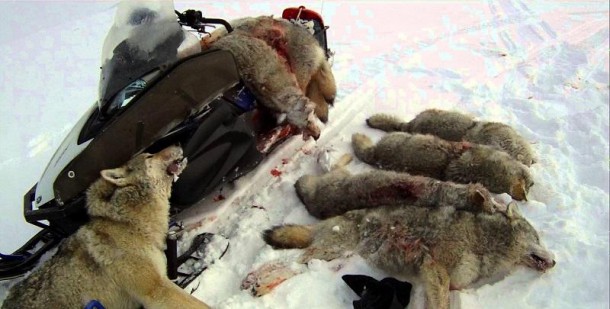 В Коми волки добили раненого сородича
