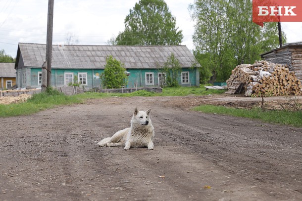 Ловить безнадзорных собак в Ухте будет подрядчик из Кирова