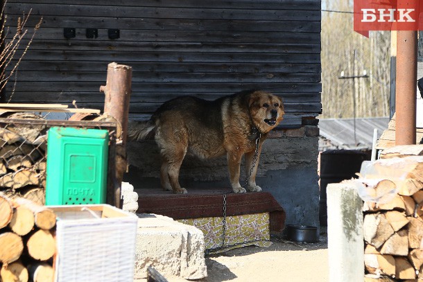Жители Коми стали чаще жаловаться на бездомных собак и обращаться в полицию из-за укусов