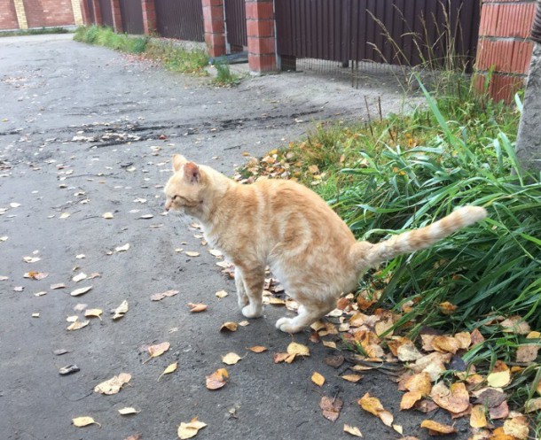 Скитавшийся по Сыктывкару рыжий кот чудом выжил после пулевых ранений