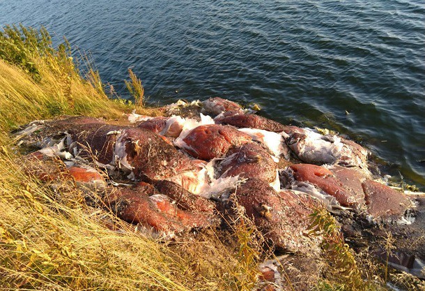 Сваленные у озера «мешки с птицей» не представляют опасности – мэрия Воркуты  