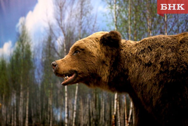 В Коми выдано разрешение на отстрел шести медведей