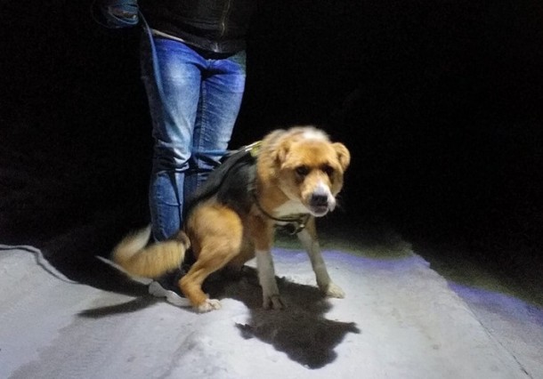 Выжившая в схватке с волком собака из Пажги ищет хозяев