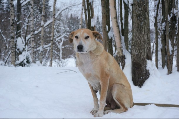 Сыктывкарцы на время морозов приютили три десятка бездомных собак