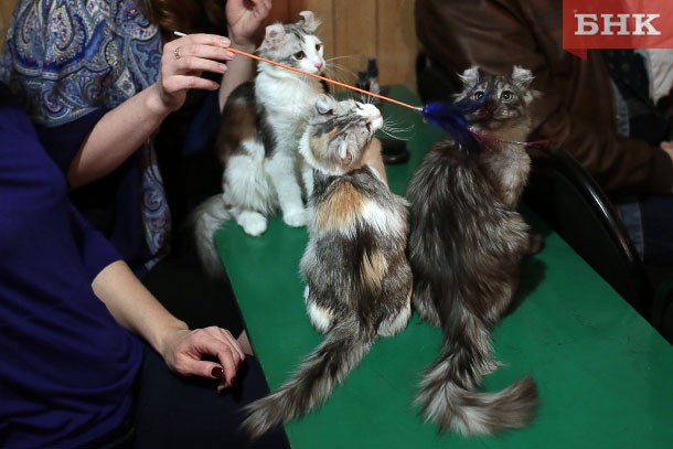 Предприниматель из Усть-Вымского района расплатилась за «Трех котов»