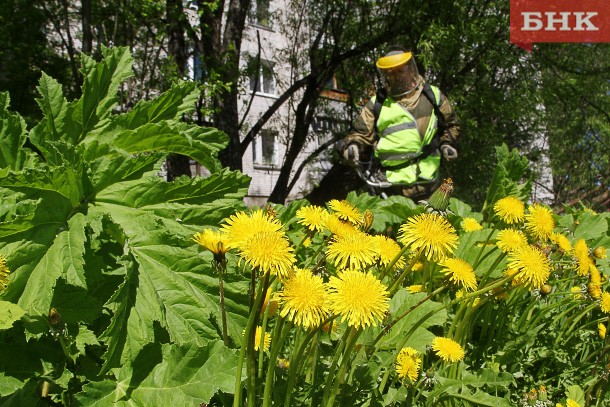 Где в Сыктывкаре этим летом будут уничтожать борщевик