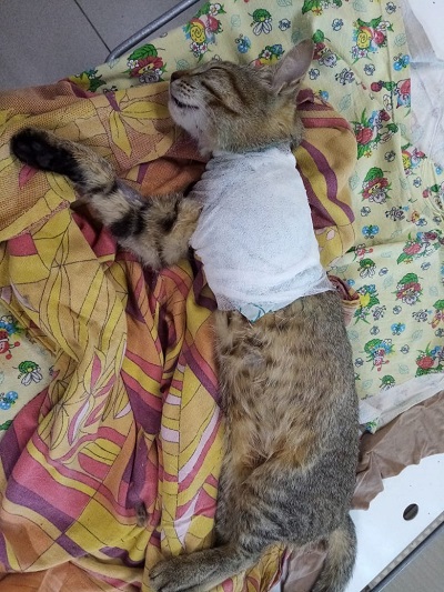 В Сыктывкаре полиция начала проверку из-за отрезанной лапки котенка