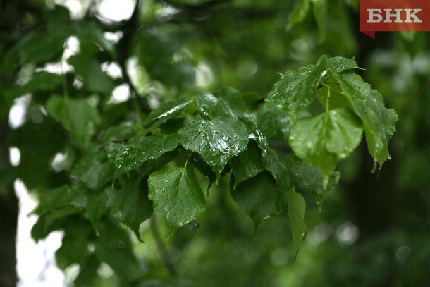 В Коми стало теплее, но дождливо и ветрено