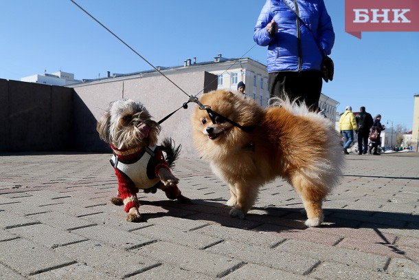 Россиянам запретят в пьяном виде выгуливать собак