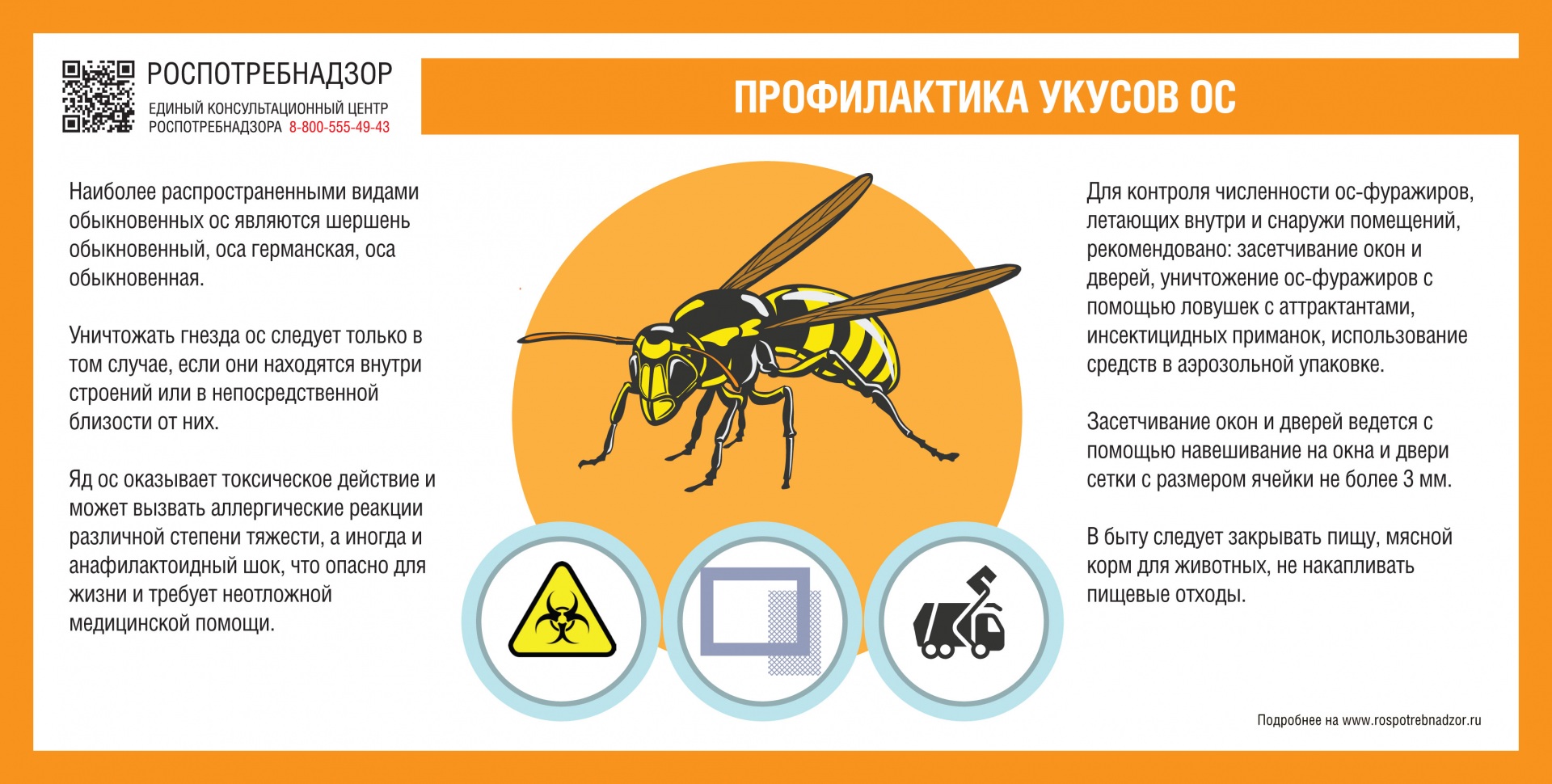 Роспотребнадзор предупредил жителей Коми об опасных осах | 09.07.2021 |  Сыктывкар - БезФормата