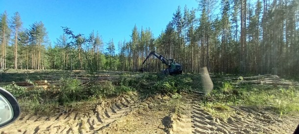  Жители Сыктывдинского района жалуются на вырубку мест сбора дикоросов