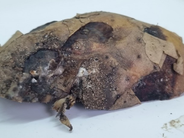 В Коми нашли резиновую гниль картофеля