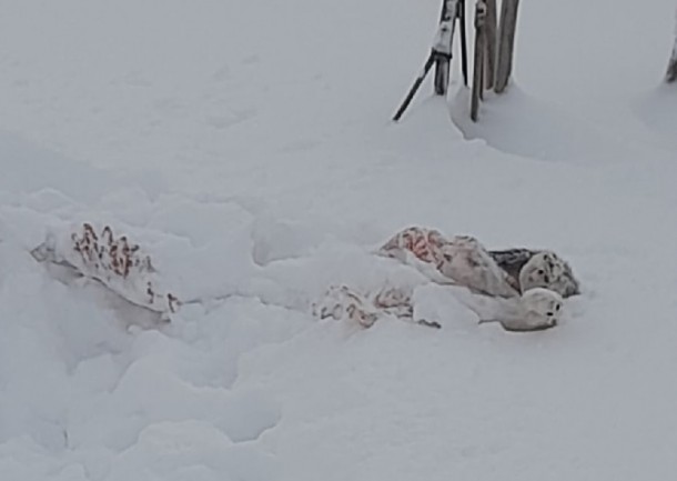 Волки стали чаще приходить в Зеленец за легкой добычей