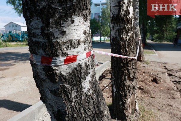 В Сыктывкаре уберут 40 поврежденных и усыхающих деревьев