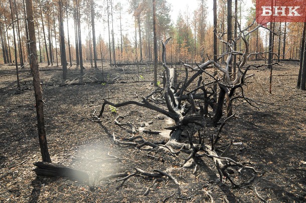 В Коми снова ввели режим чрезвычайной ситуации в лесах