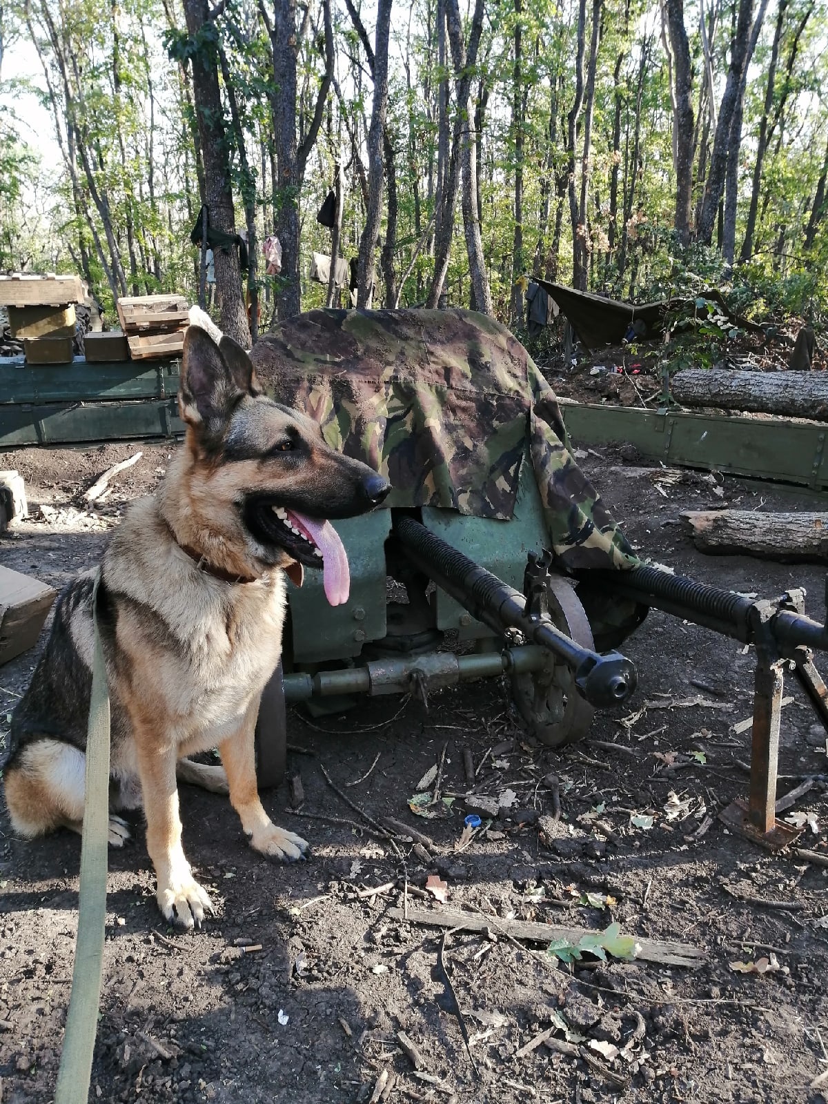 Живой талисман из Сыктывкара не вернулся из Украины « БНК