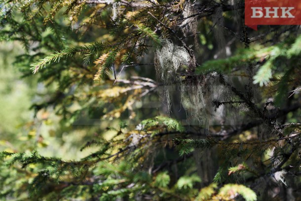 Спасатель из Коми дал советы, тем кто потерялся в лесу