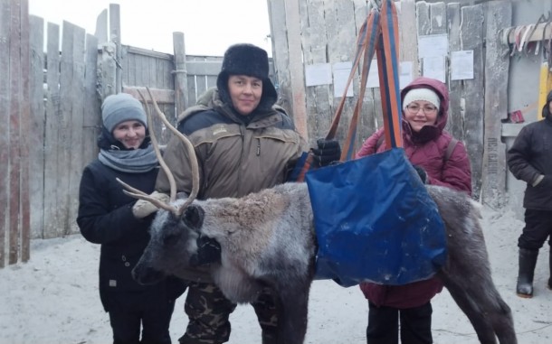 В Коми готовятся к массовому убою оленей